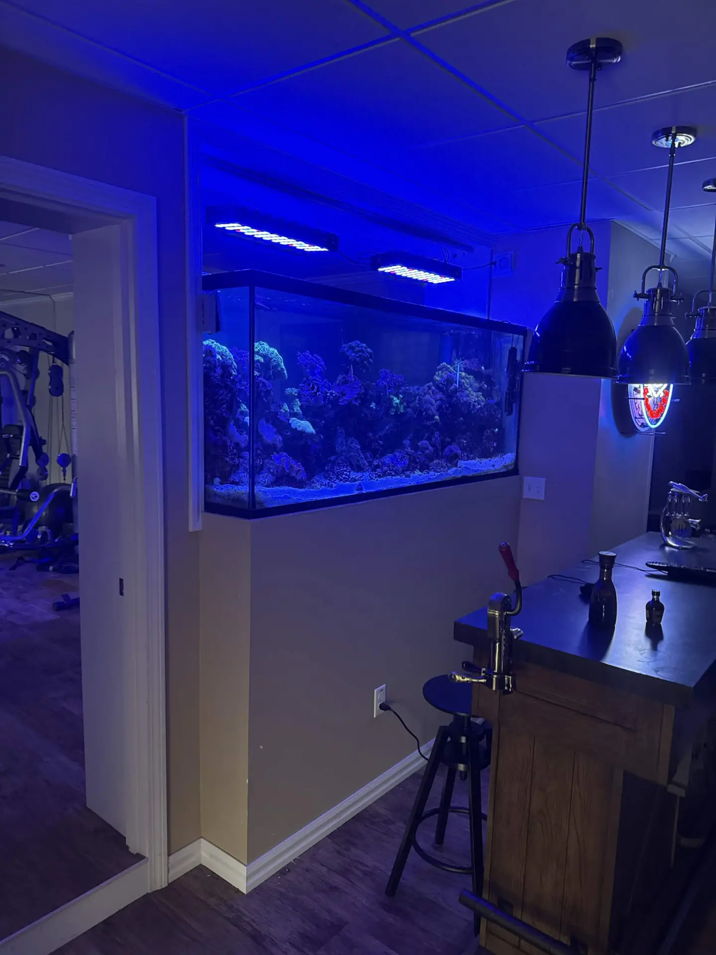 In-wall reef tank built into a modern home bar