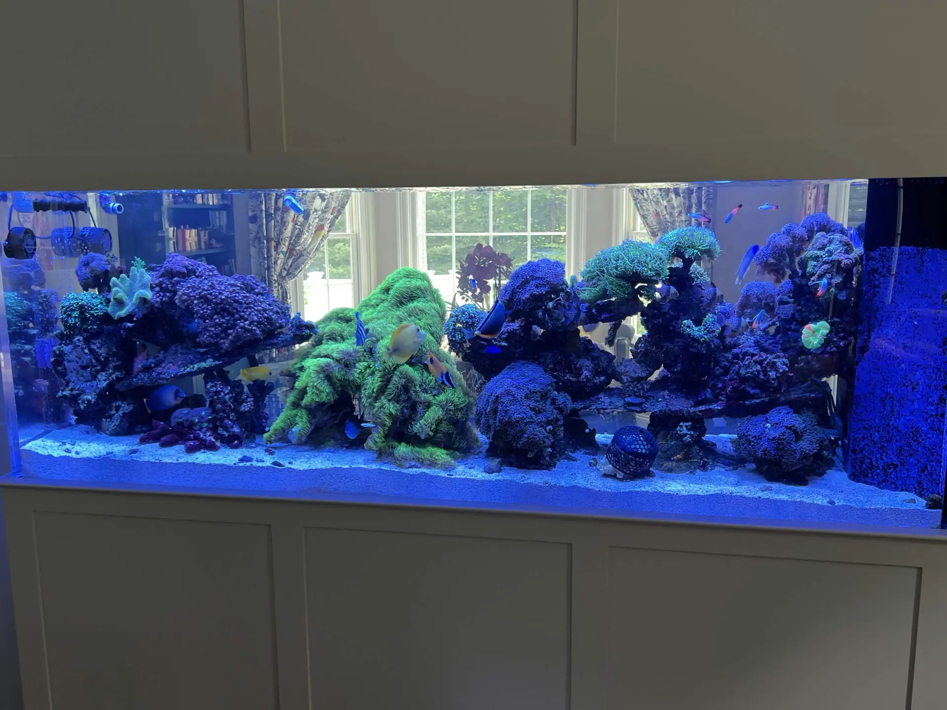Large custom reef aquarium with vibrant coral and fish