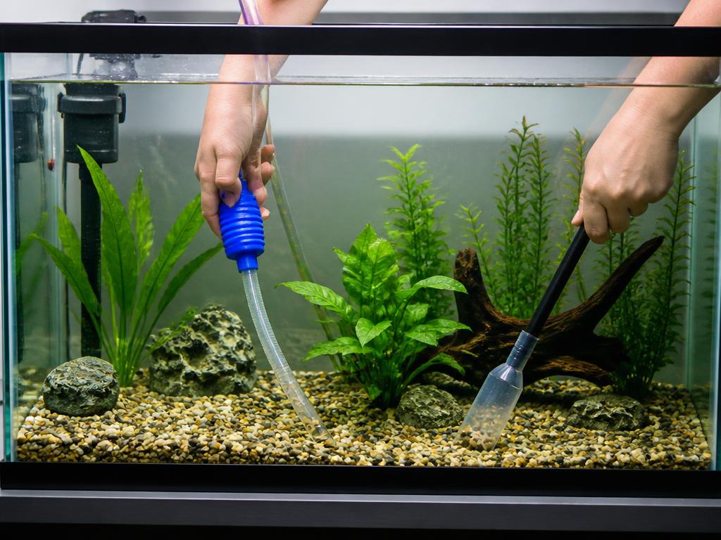 Professional freshwater aquarium cleaning and maintenance